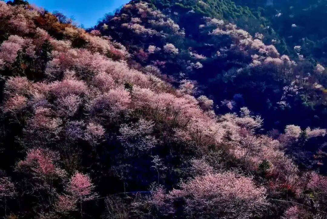 28号】有一种春天,叫磐安野樱漫山~_樱花