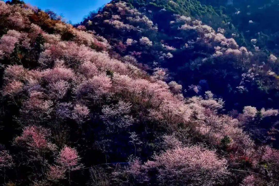 磐安东川野樱花图片