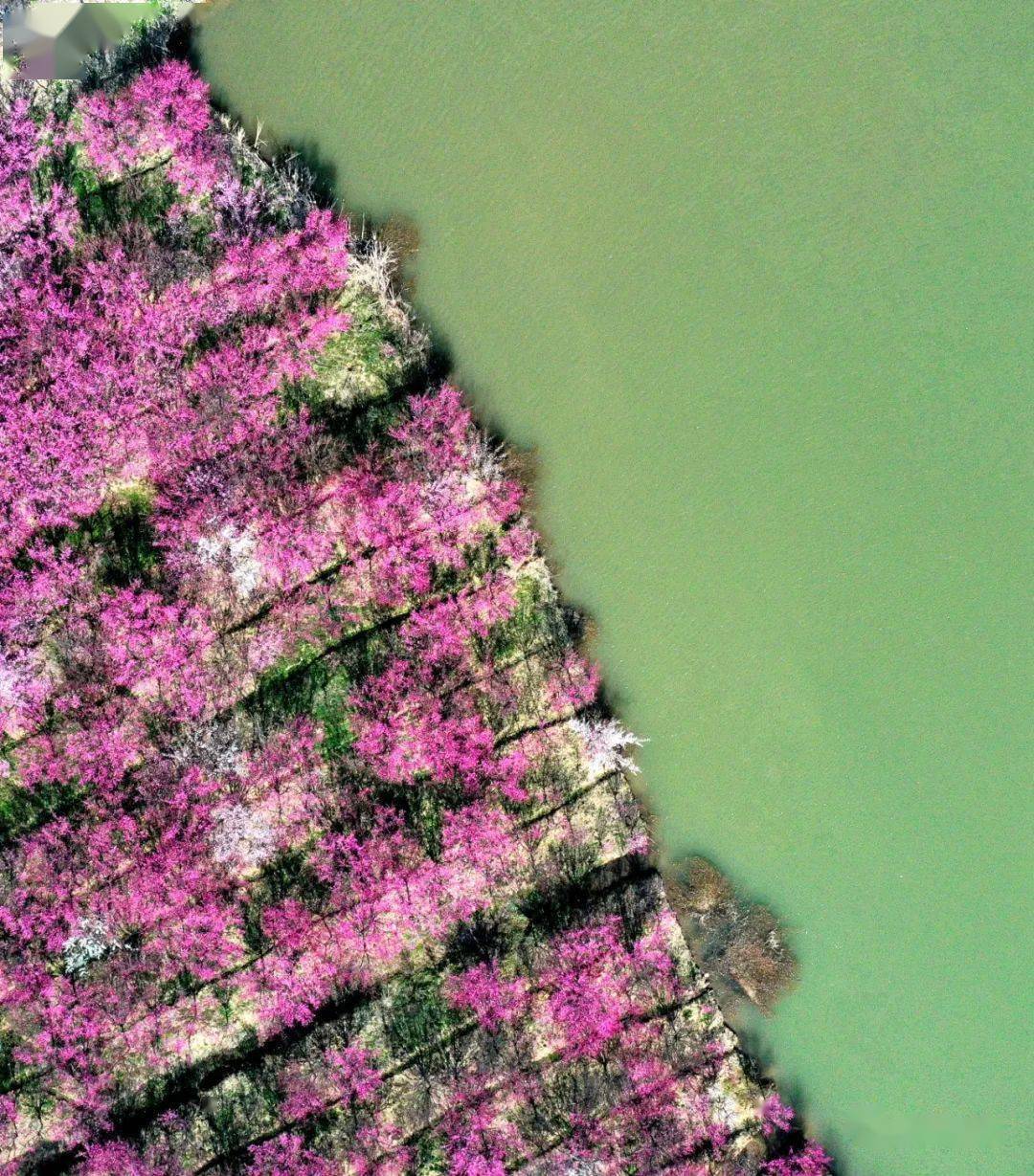 春游巢湖系列之庙岗乡清水湾梅花园