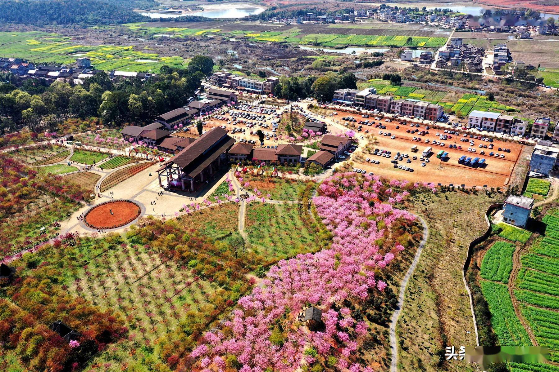 常宁百万樱花园简介图片