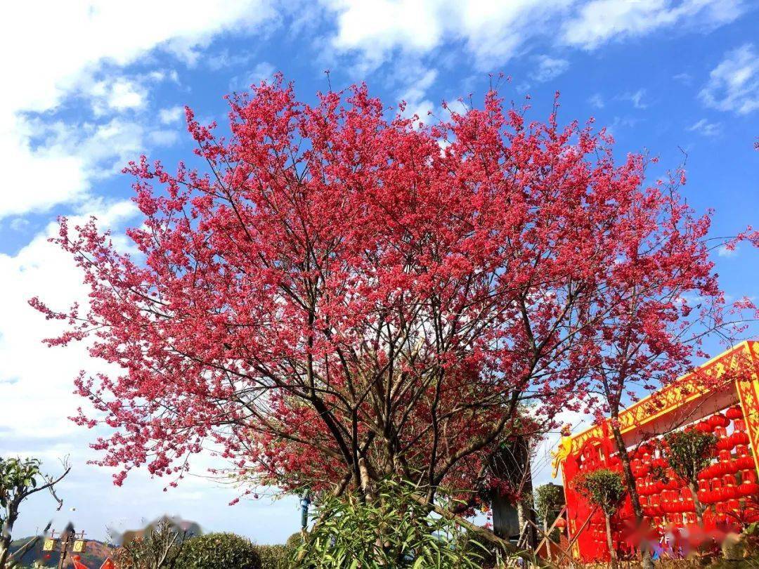 龍海櫻花谷/永福櫻花園都在等你來源/南靖紫雲山莊,龍海櫻花谷花櫻花