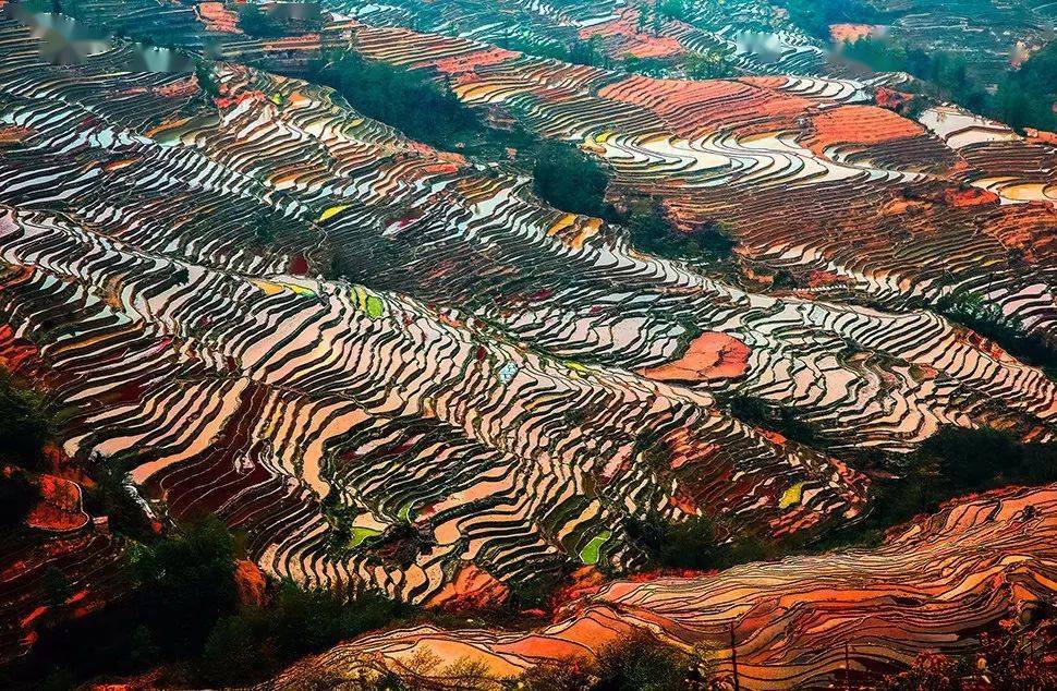 【云南b1团·全国招募】春季云南—罗平花海,元阳梯田,东川红土地