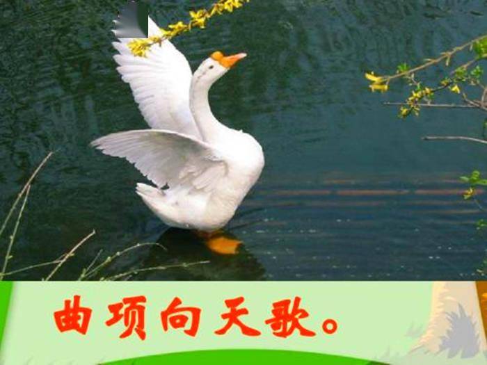 曲项向天歌的曲念第几声难倒大会28位高手蒙曼还不错