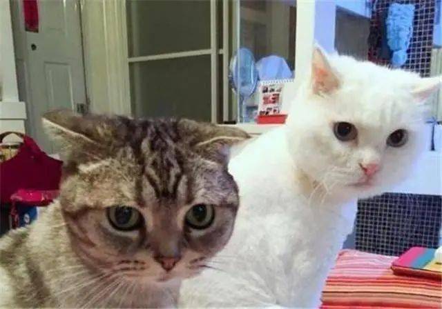 猫咪怎么发出声音的 27865a5d1f7a4244aa5deb7f0c3bd3ee.jpeg