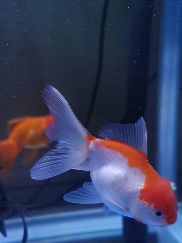 杭州动物园金鱼的繁殖及鱼苗的护理培育 亲鱼