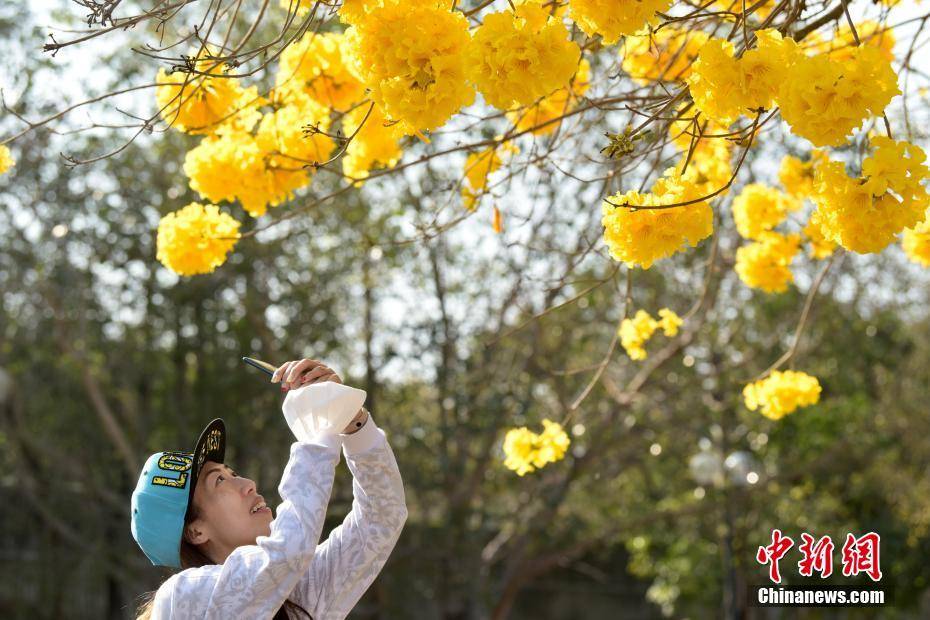 香港春暖花开 南昌公园黄花风铃木花开灿烂