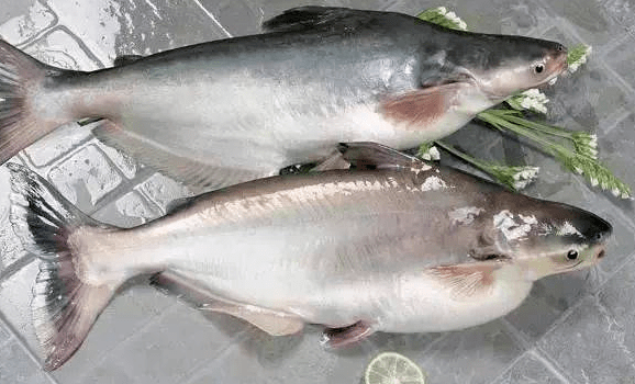 每日一鱼巴沙鱼腹腔内积累有三块大油脂