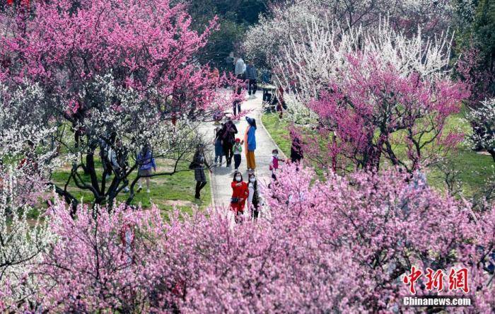 武汉梅花早樱齐争春 全城开启“赏花模式”