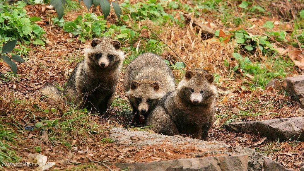 造林绿化,野生动物高水平保护和治理.