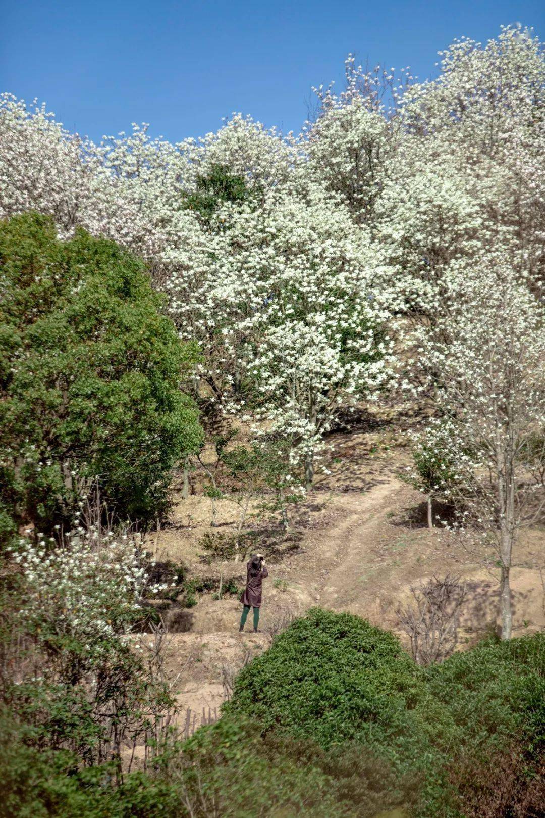 奉化长岭村玉兰花图片