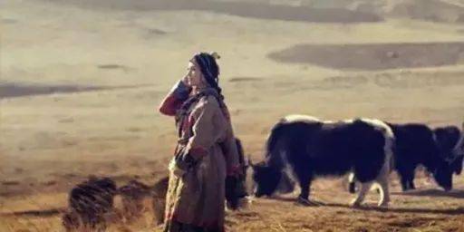 央金兰泽 又是羊羔花盛开的季节 真好听 堂叔 央金兰泽 又是羊羔花盛开的季节 真好听 堂叔