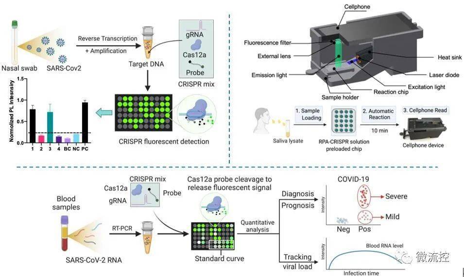 生物传感器:crispr驱动的超灵敏高通量covid-19诊断