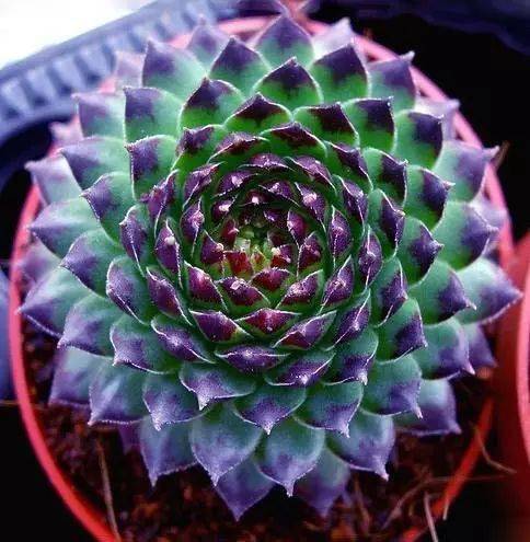 七彩莲座见者有福了