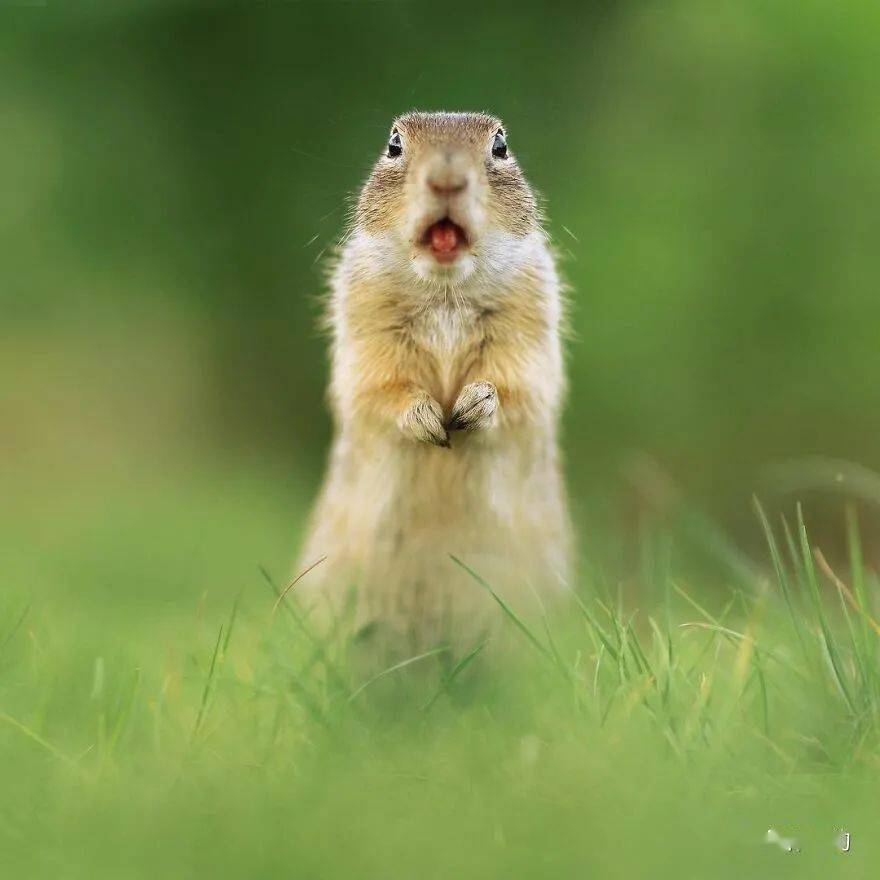 屡获殊荣的奥地利摄影师拍摄的77张有趣野生动物照片