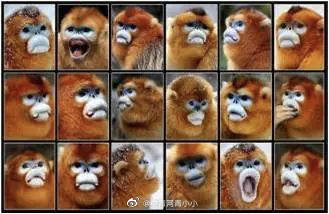 秦岭|这个大学的“猴脸识别”太强了！