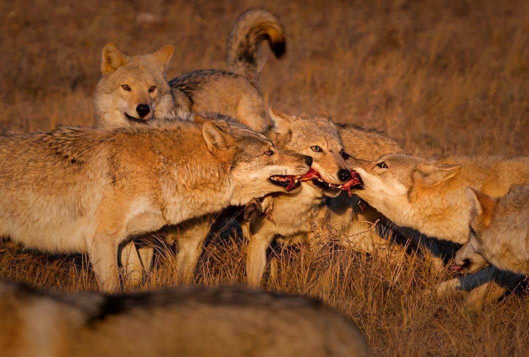 铜奖12名8,周克勤《捕食》7,孙吉军《相伴一生》6,蒋杭雯《郊狼》5