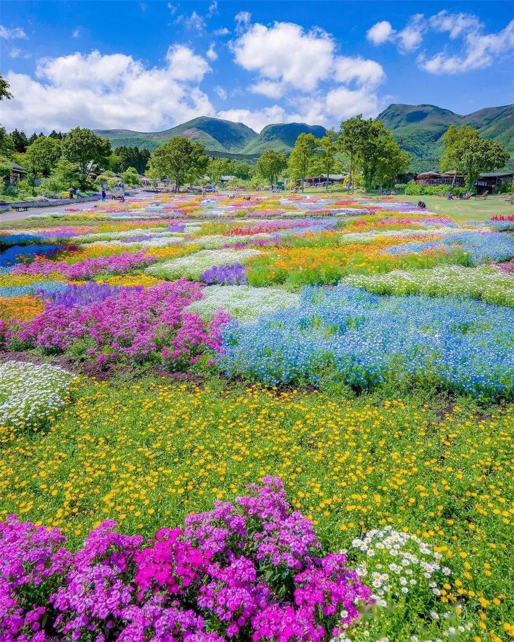 繁花似锦唯美图图片