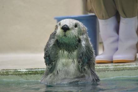 超级可爱的小海獭 901d1af6a2874942bd3eff220a762916.jpeg