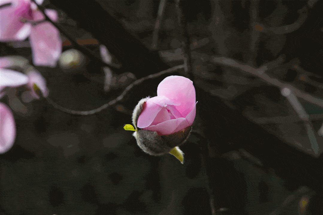 辛夷花正开 最新照片 赏花优惠 精彩活动 今年的辛夷花不负你的期待 羌族