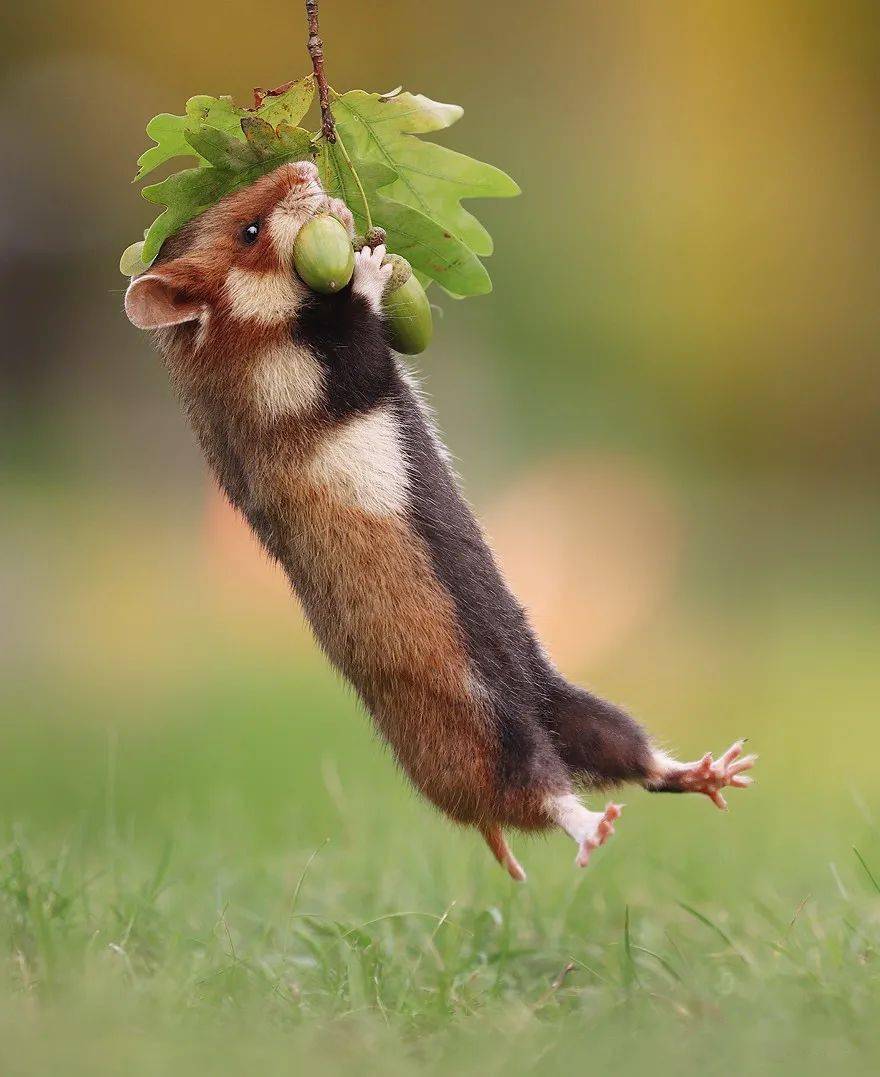 屡获殊荣的奥地利摄影师拍摄的77张有趣野生动物照片