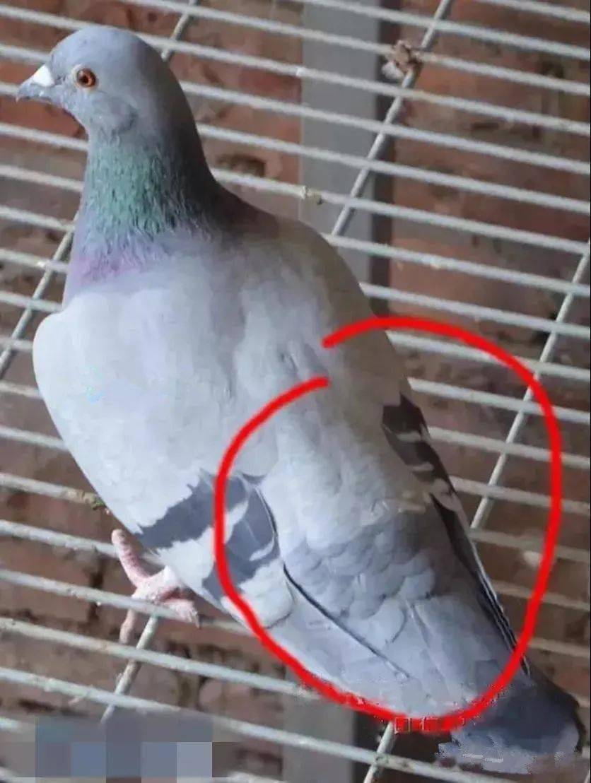 快速鸽后背,后腰的与众不同在哪里?_鸽子