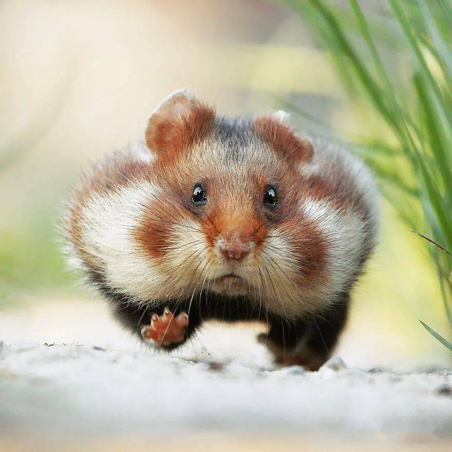 屡获殊荣的奥地利摄影师拍摄的77张有趣野生动物照片