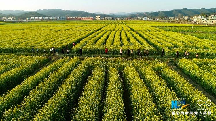 近日,在江西省宜春市万载县白良镇良福村,游人在油菜花田赏花游玩.