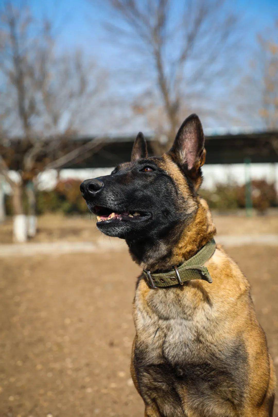 犬戎族长相图片