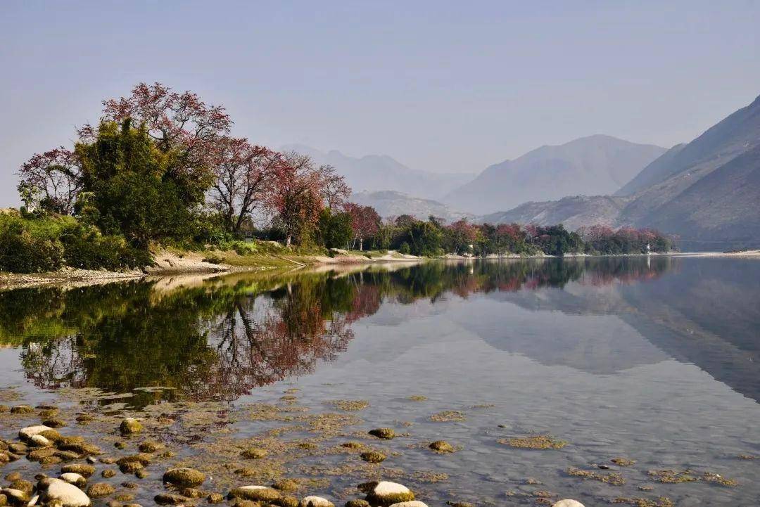 隆阳区潞江坝:江水碧绿,木棉盛放