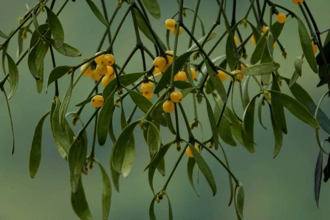 槲寄生 |一次惊喜连连收获满满的自然观察之旅_植物