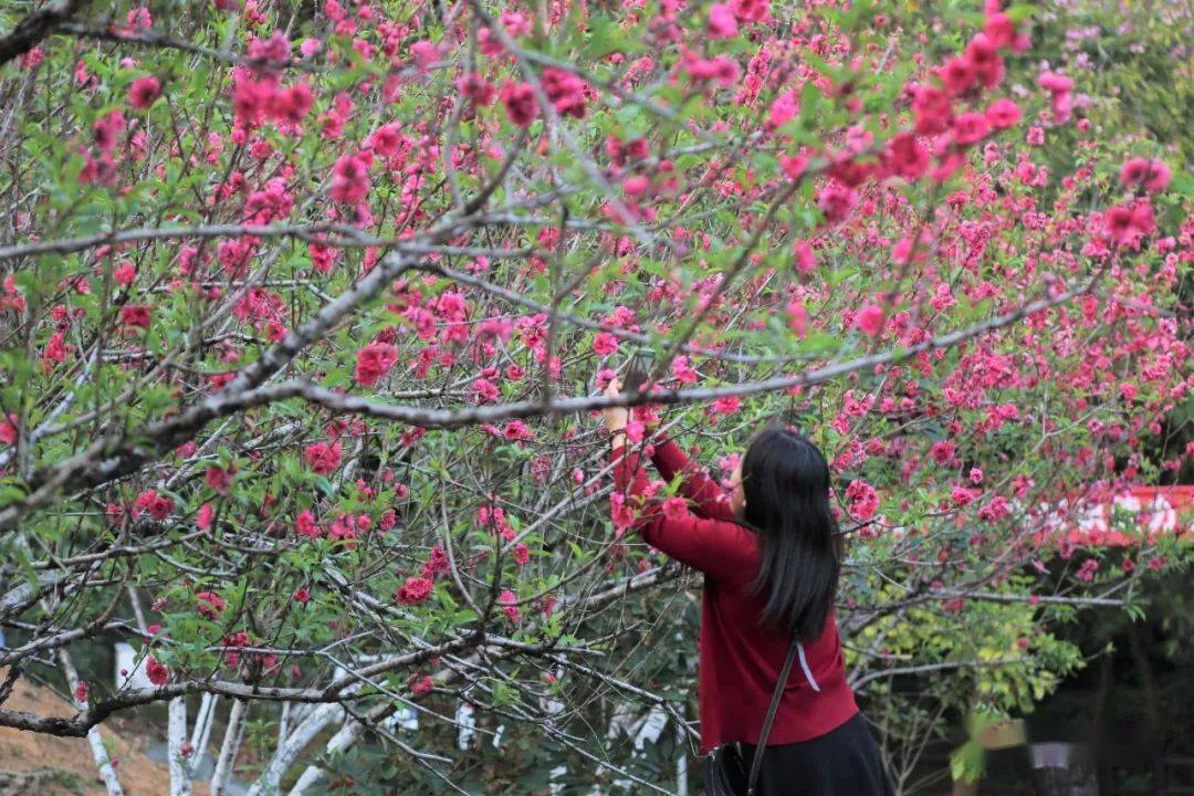 好靓女公园桃花图片