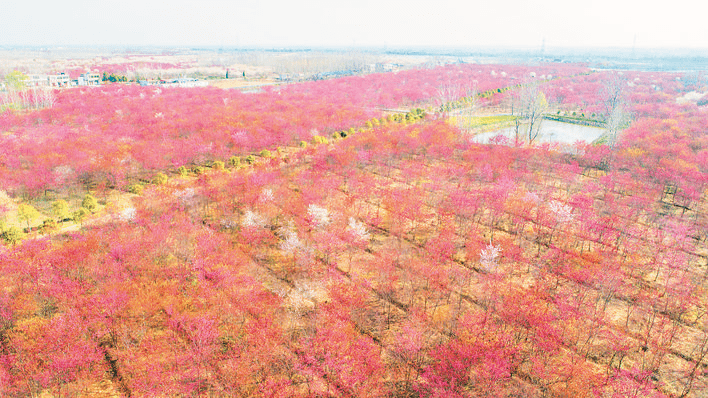 合肥市林业和园林局发布全市赏花地图,位于长丰的"樱花小镇"义井乡