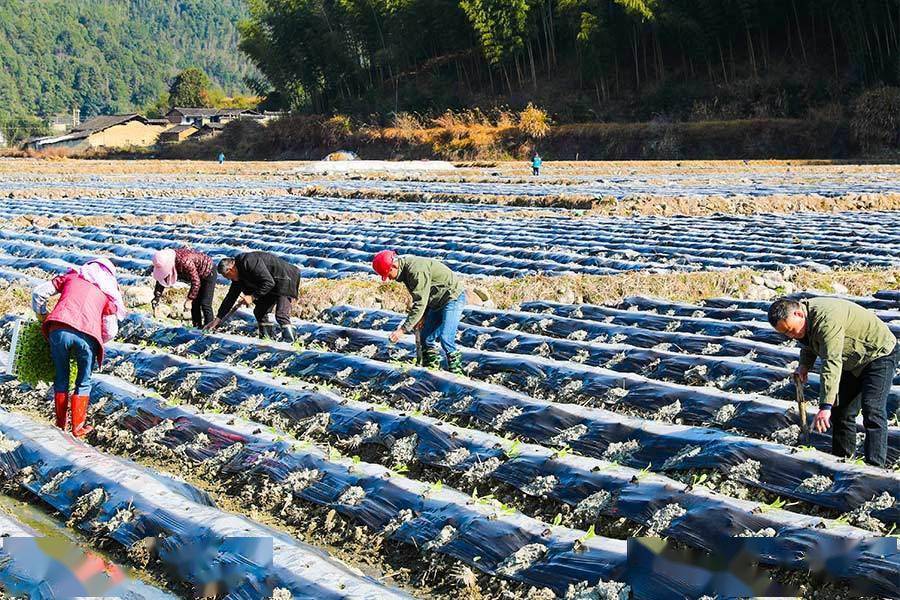 抢农时福建武夷山下春播春种忙