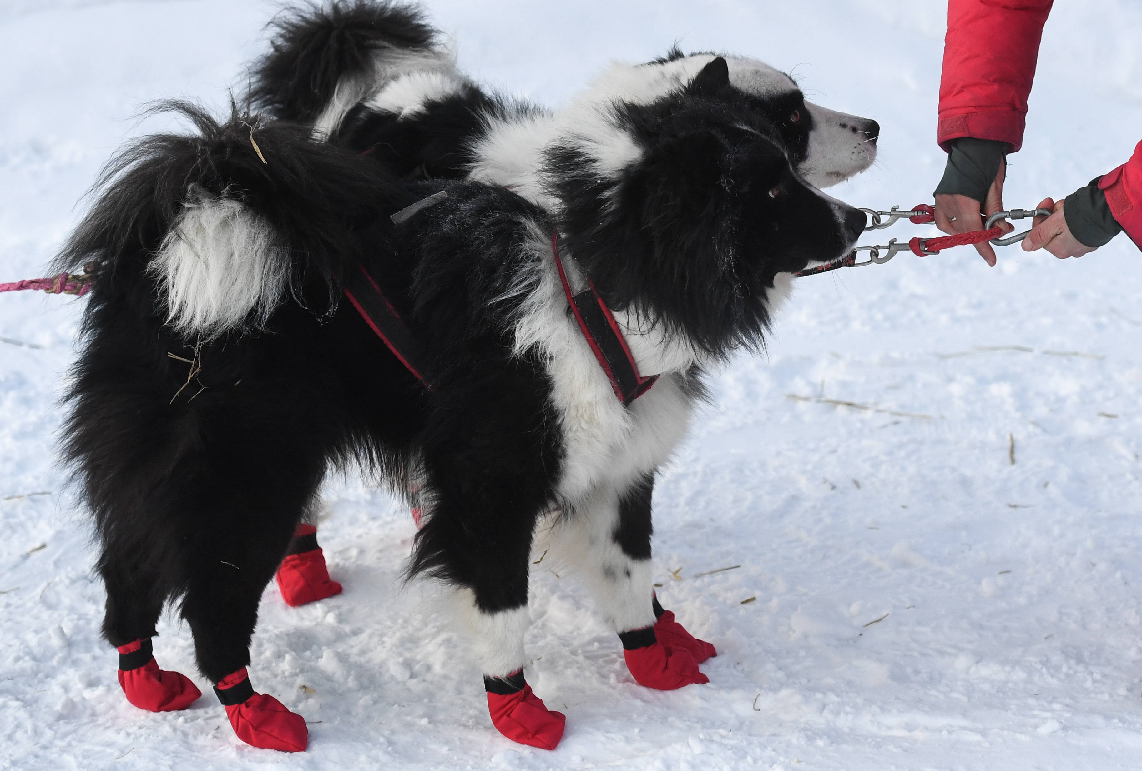 西伯利亚犬赛博图片
