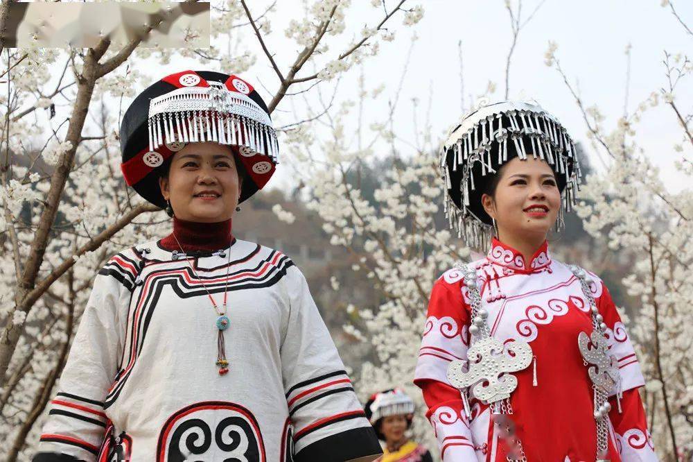 【纳雍美惨了】春到总溪樱花开 歌舞翩跹迎新年（附视频）