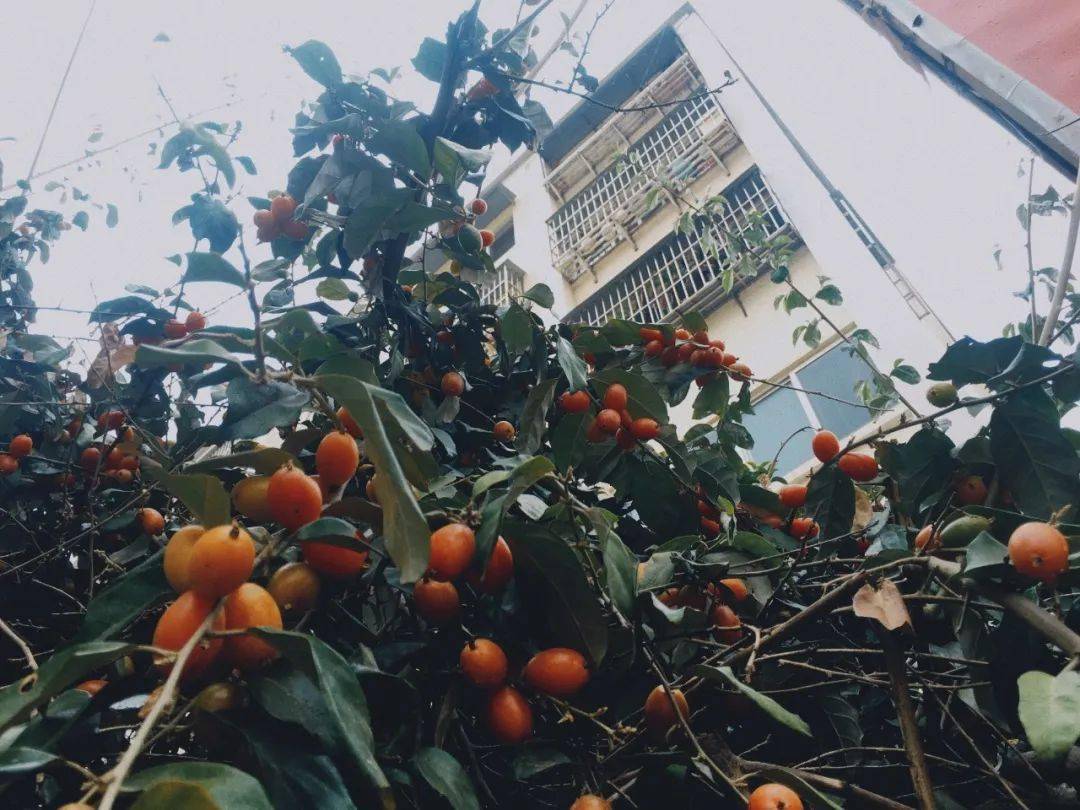 云果羊奶果c位出道酸酸酸酸爽