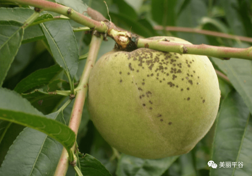 影像平谷桃疮痂病的发生特点及防治