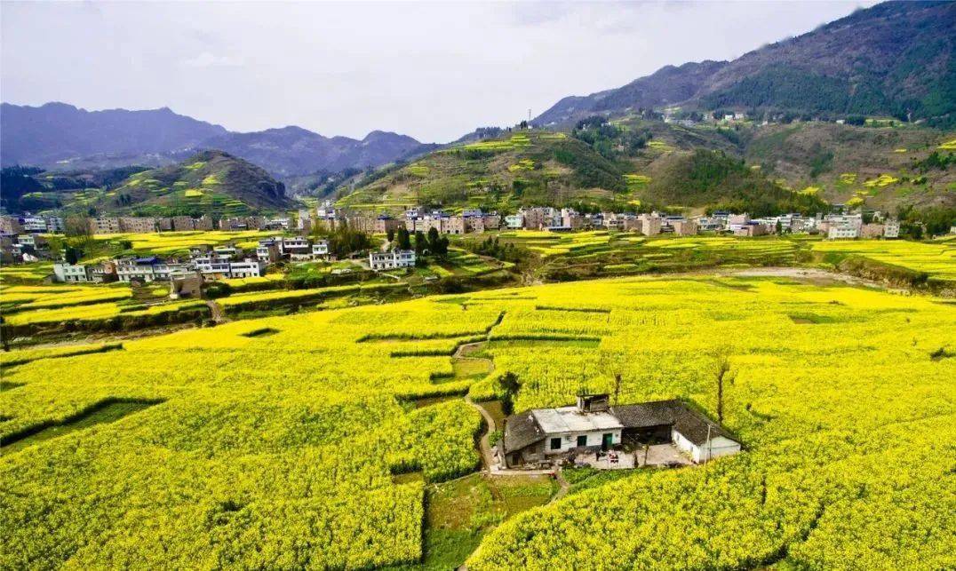 甲高萬畝油菜花賞花季暨油橄欖特色小鎮即將開園啦~_奉節縣