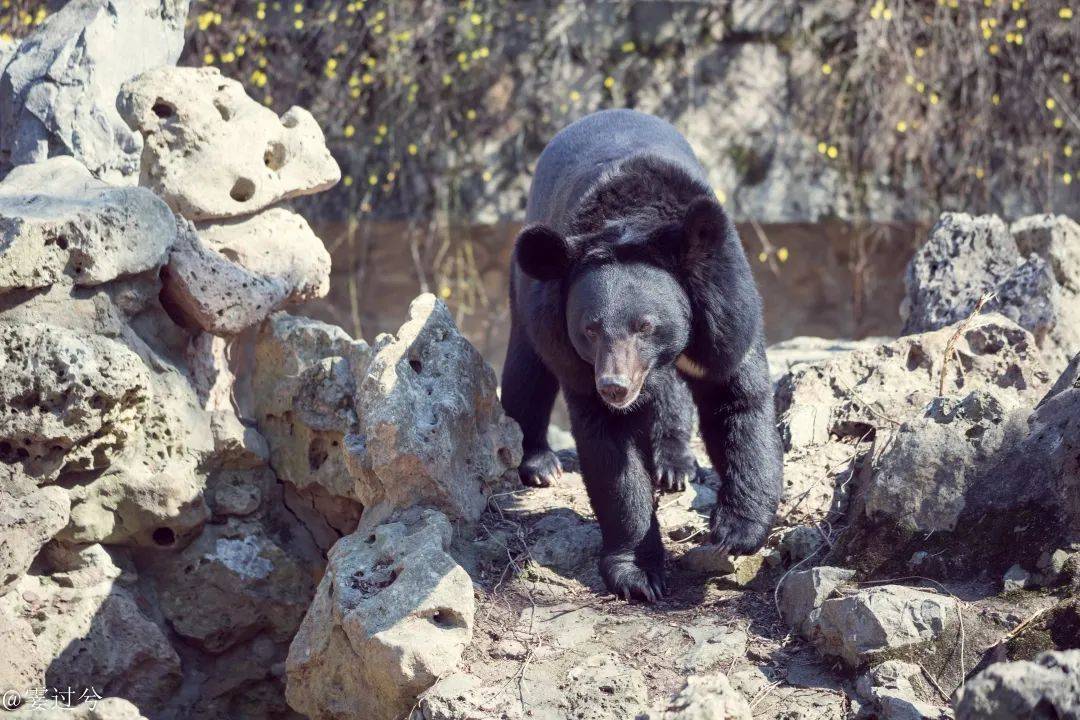 前方熊出沒 上海動物園黑熊夫妻喬遷新居_壯壯