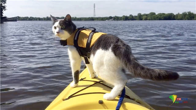 加拿大猫咪爱探险享受户外运动 爬山玩皮划艇样样行