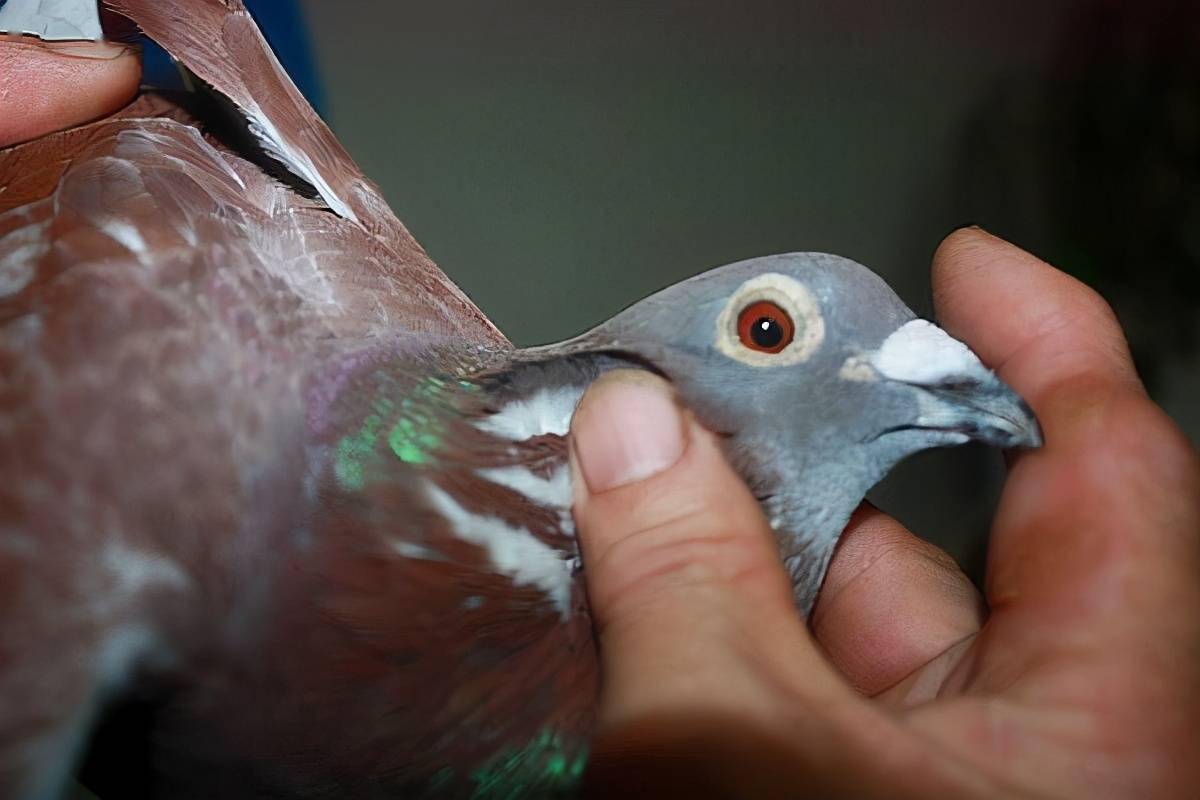 红鸽子配对其它羽色的鸽子为什么作育出来的后代不是红鸽子