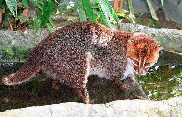 动物图册扁头豹猫