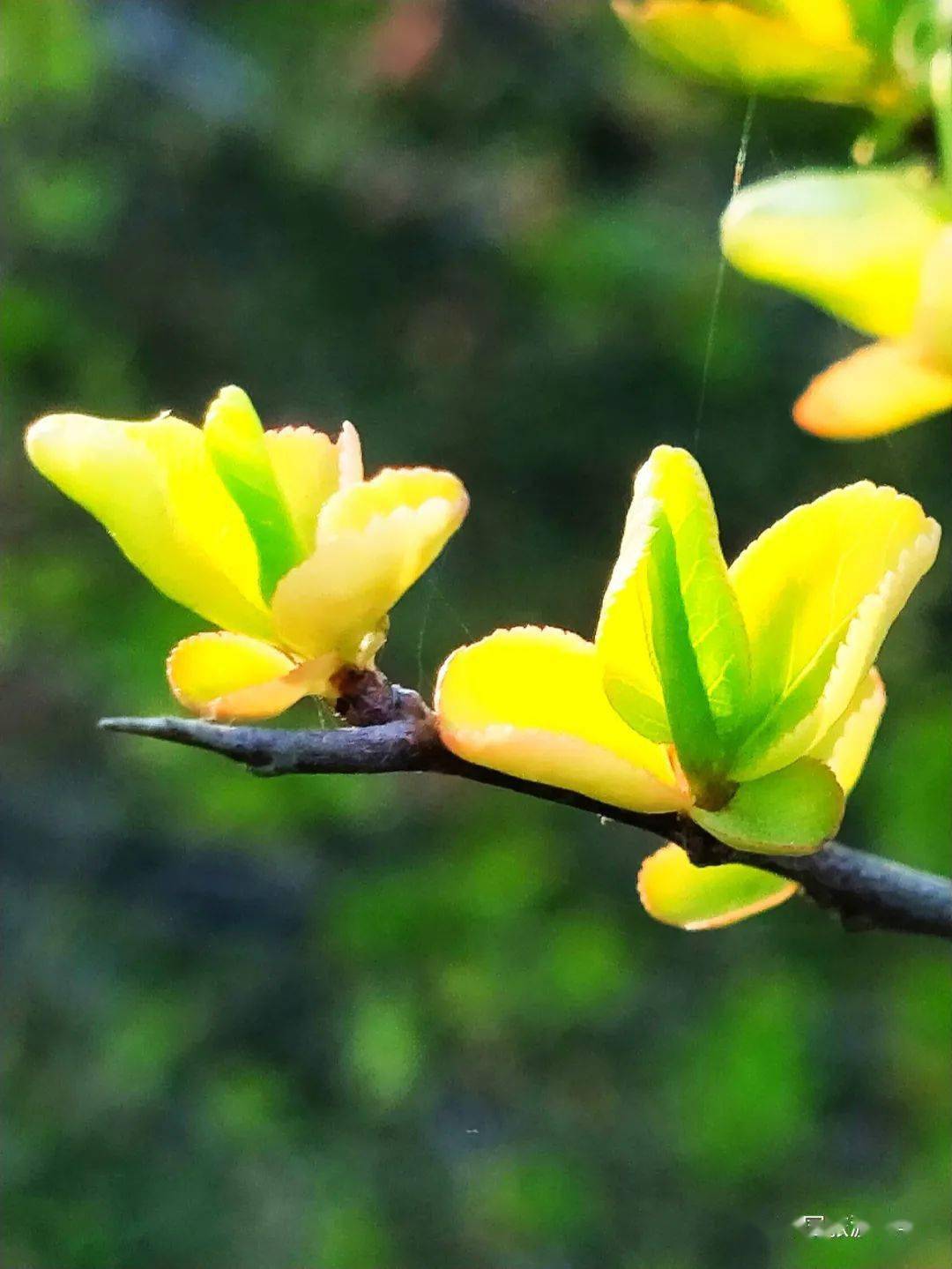 行走丨海棠花开 蝴蝶