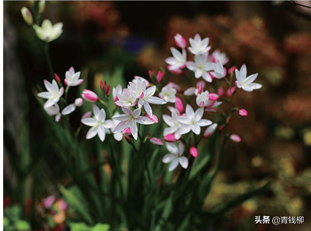 夜的天使——僧帽夜鸢尾_花色