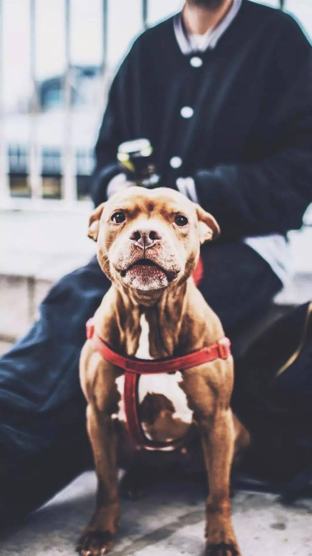 恶魔还是天使？使比特犬变得凶残的，是背后的人性_搜狐网