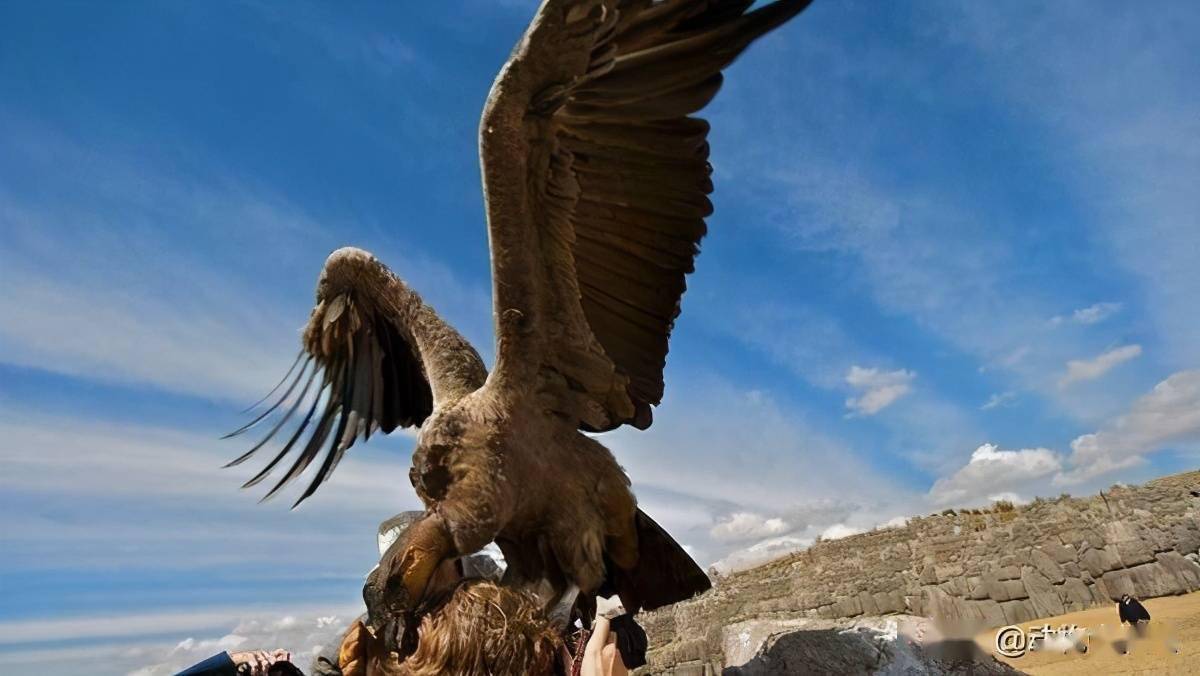 安第斯神鹫王图片