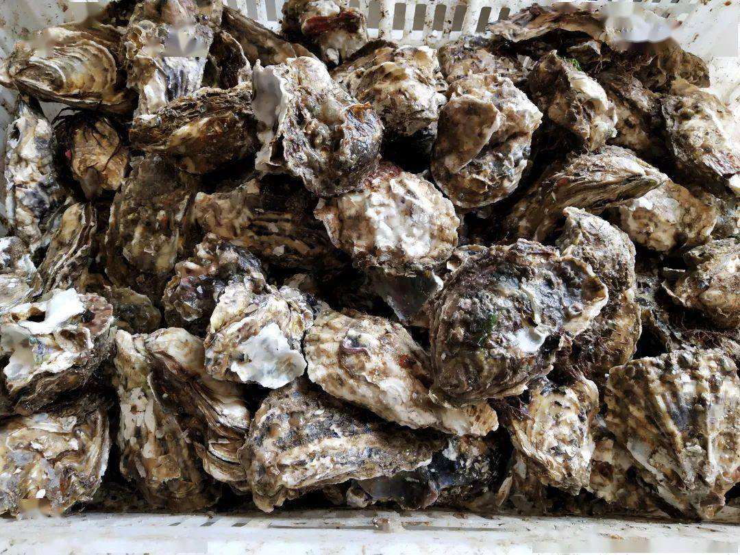 龙口这种海鲜现在又肥又鲜!赶紧吃!_海蛎子