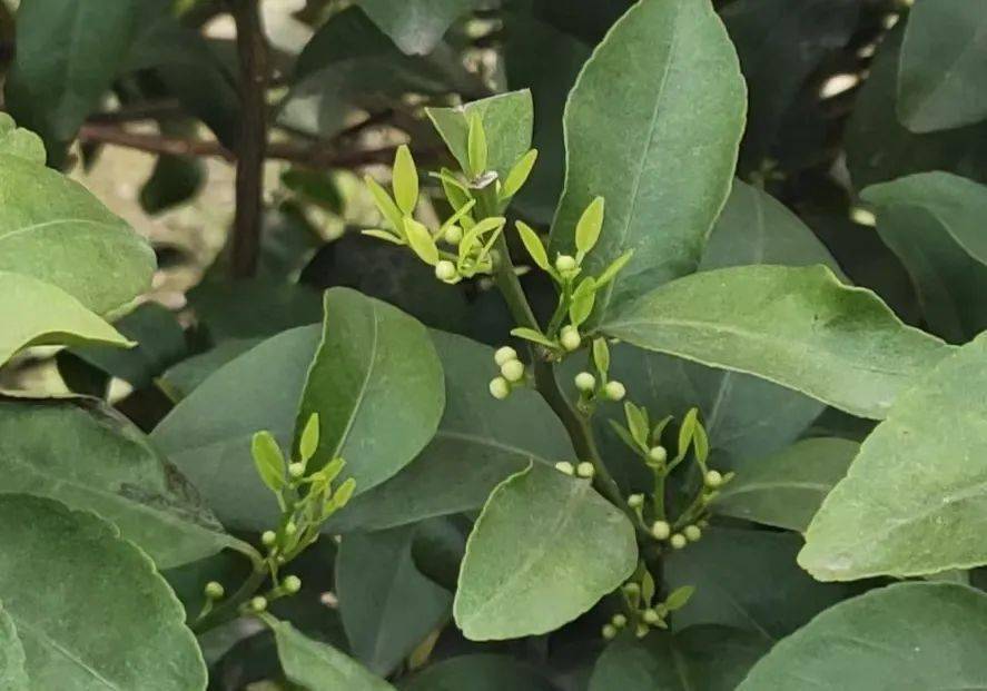 柑橘春季管理的核心 保花壮花 营养