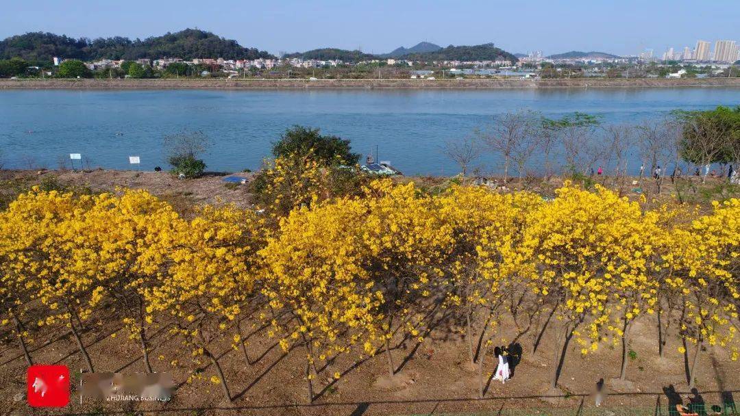 赏花走起顺德黄花风铃木开了这些地方可打卡