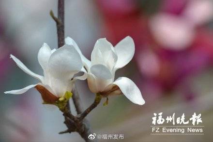 福州动物园水鸟印证“春江水暖” ，玉兰花争相开放